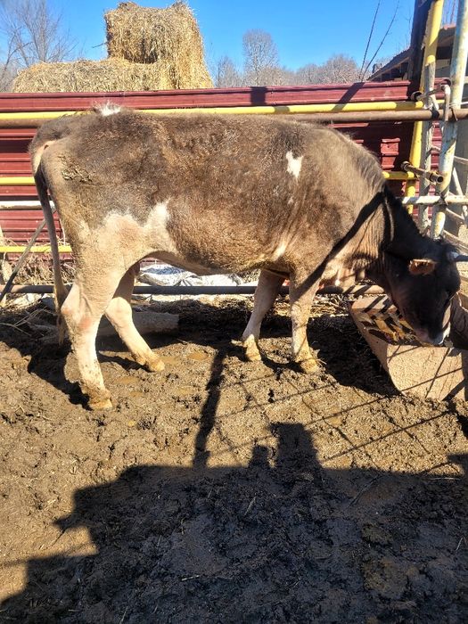 Семіз сиыр бес жасар жемделген