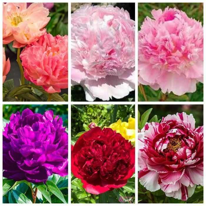 Rizomi (Bulbi) de Bujori giganti Eden's Perfume,pt plantat,f parfumați