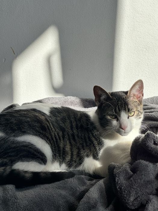 Adoptie Motan European