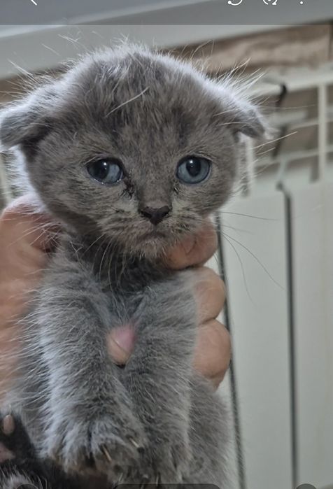 Котята 1.5 месяца