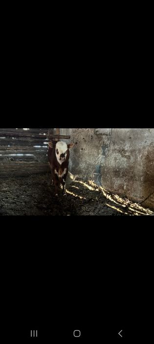 Продам корову с теленком