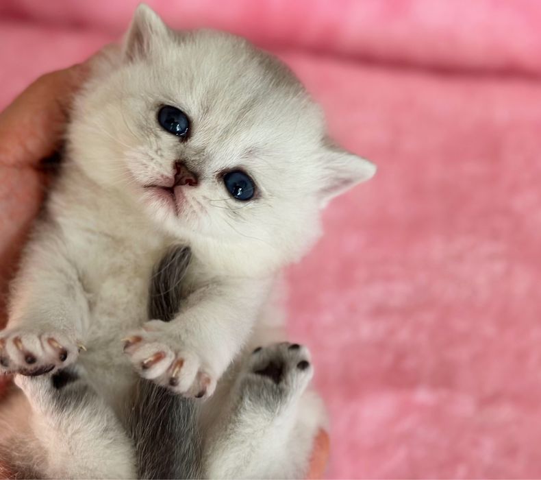 Британский серибристый котять СКИДКИ в честь Хайита