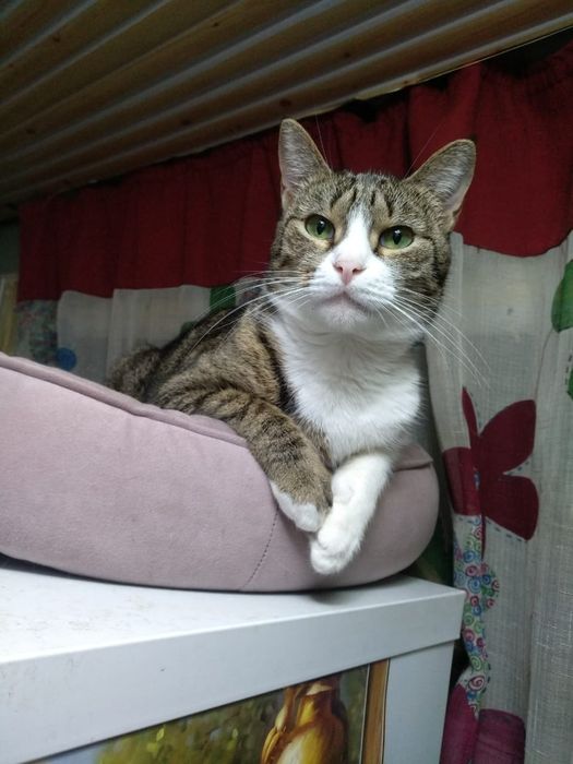 Кошечка Анфиса с приданым и доставкой!