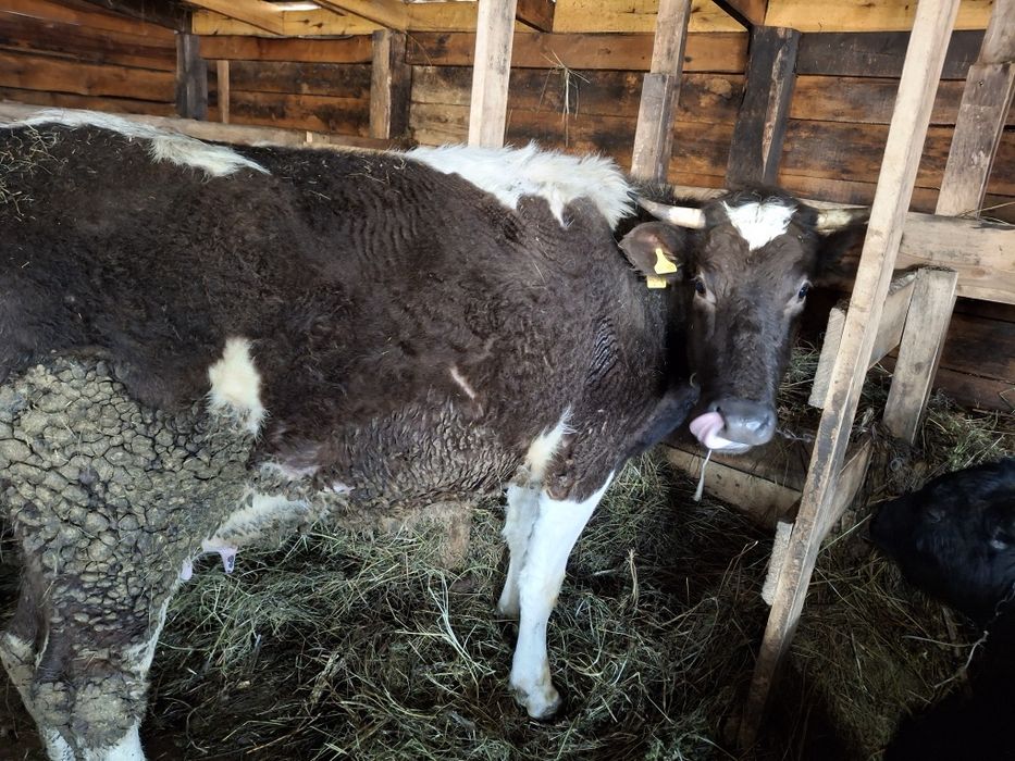 Продам корову дойная