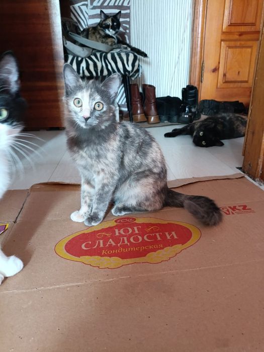 Кошечка ищет семью