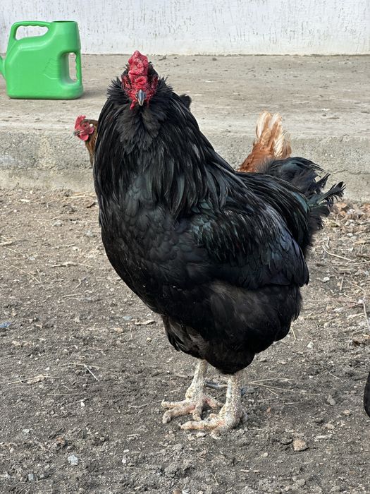 Атырау Петух и Курица