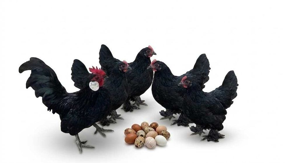 бентам жужалари ва тухумлари сотилади