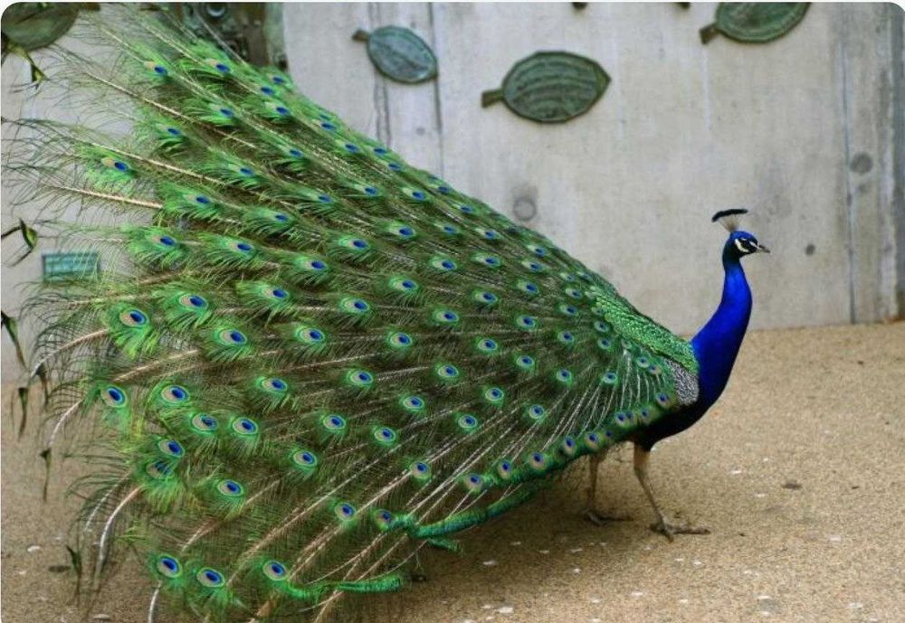 Товус [Pavo] сотилади