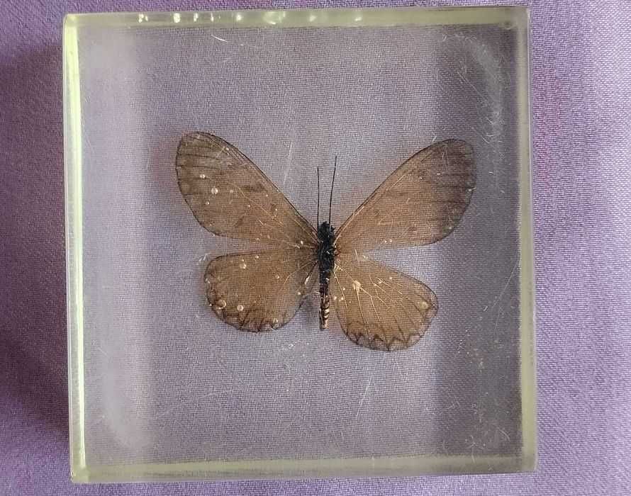 стара пеперуда в смола