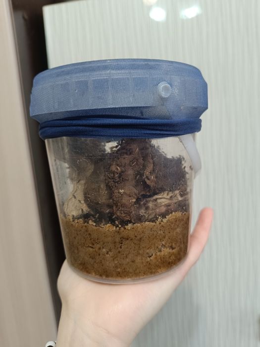 Мушка дрозофила НЕЛЕТАЮЩАЯ