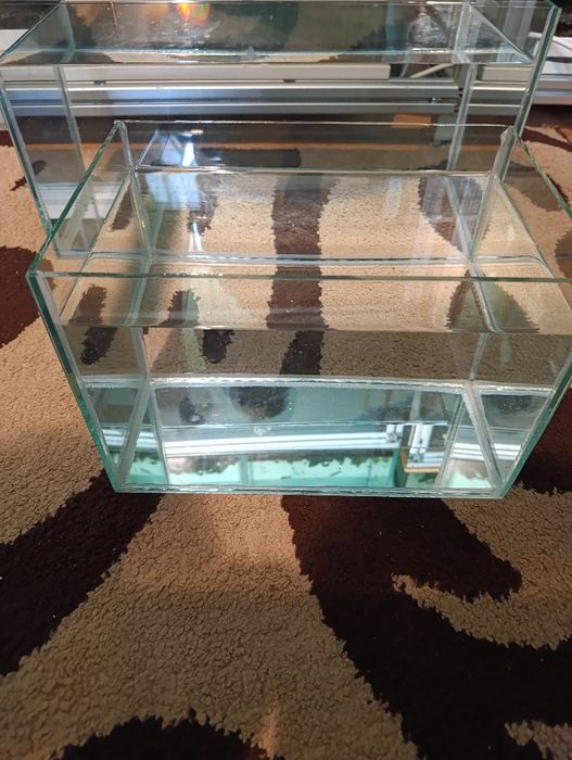 Acvariu pești și plante