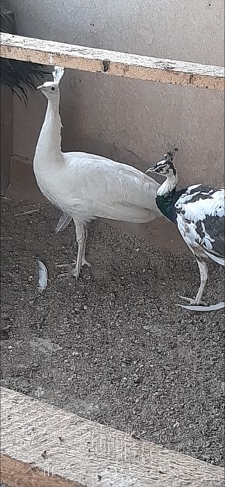 Schimb dau vind  paun mascul cu femela sau tot mascul exclus standard