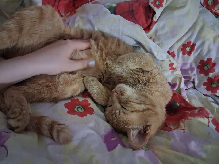 Отдам котика в добрые ручки