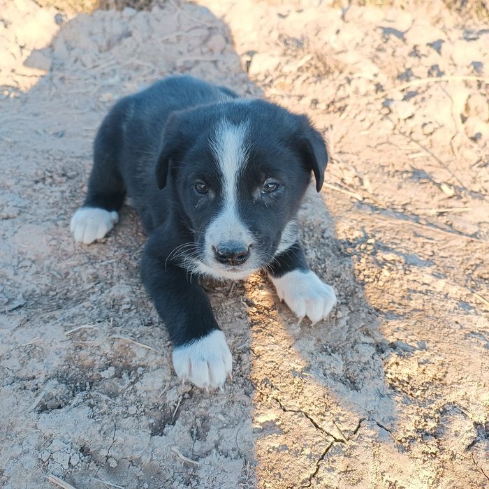 Kuchuk bolasi  zotdor