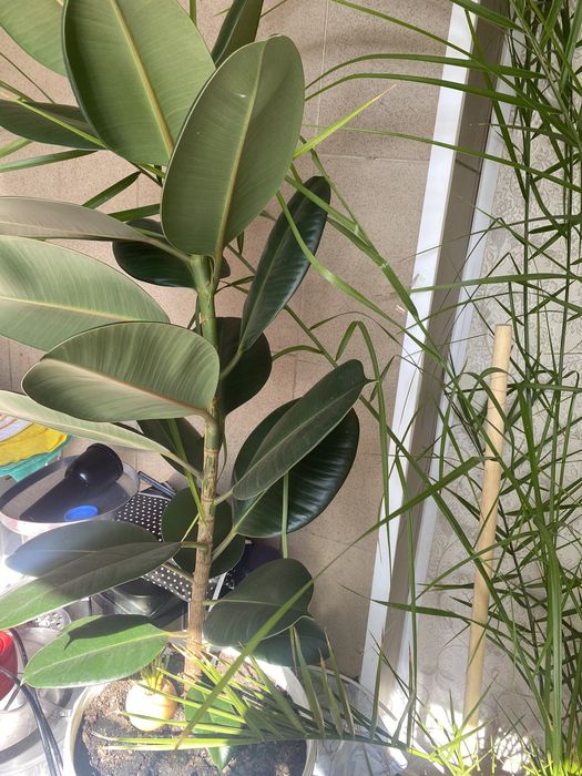 Продам цветы