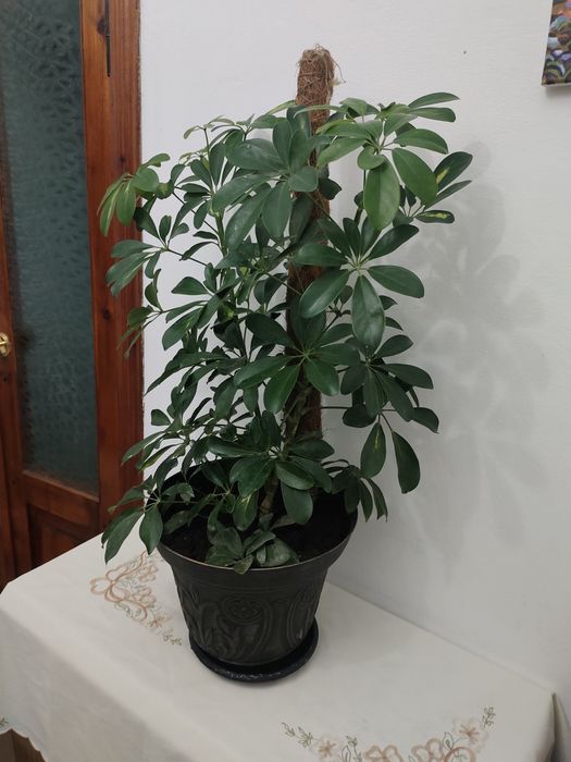 Шефлера комнатная