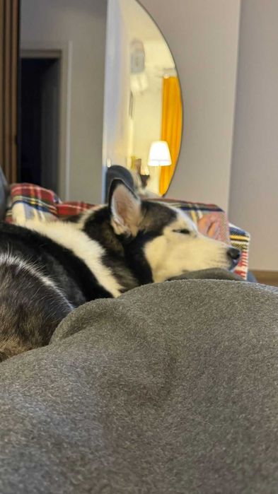 Cazare Câini / Pet Sitting Premium - Mediu Familial (Fără țarcuri)