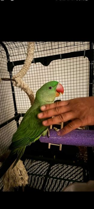 Vând marele Alexandru blânzi și pentru reproducere