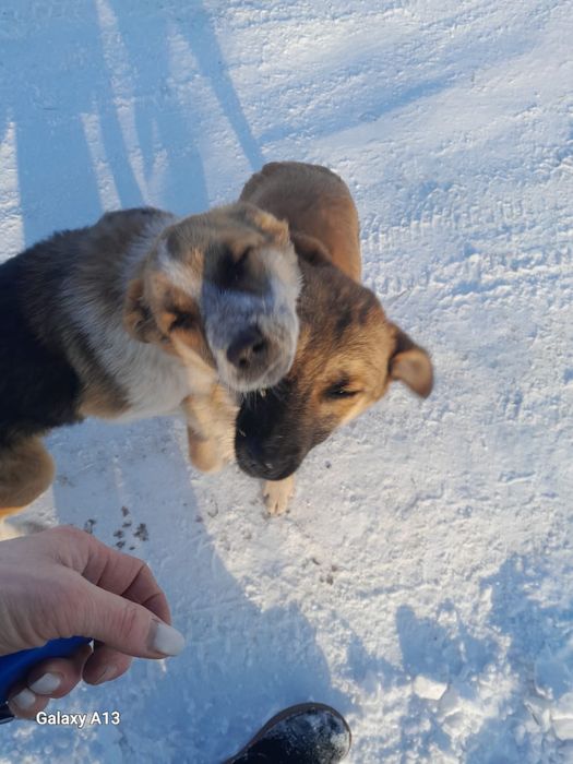 Щенка срочно нужен дом