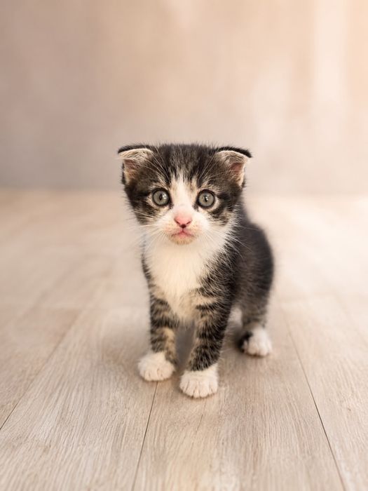 Вислоухие котята