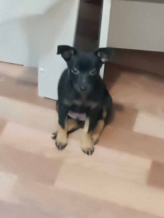 Продам щенка той