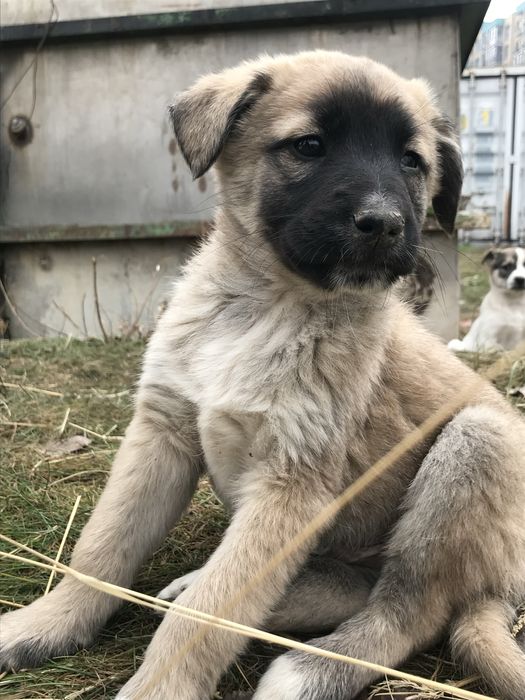 Щинята в добрые руки!