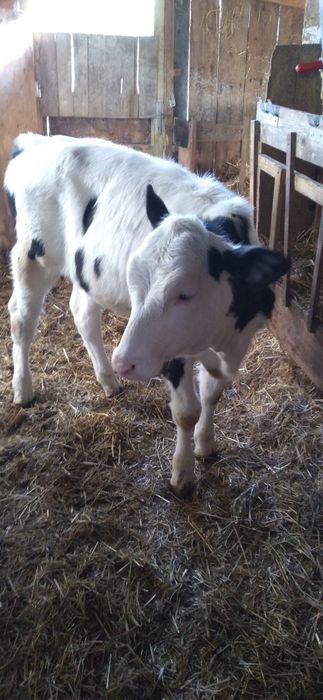 Vițea   de  Vînzare