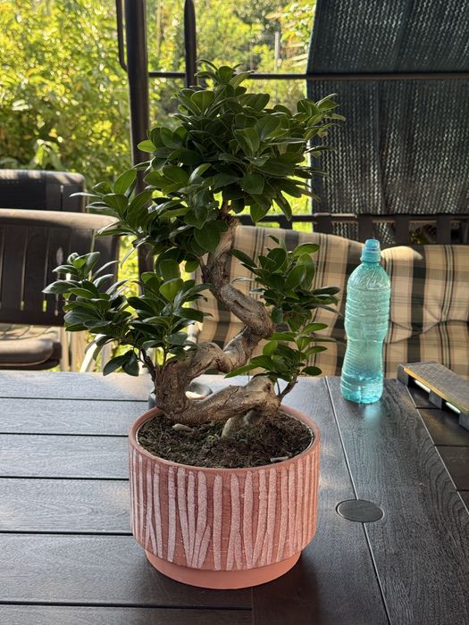 Vand Bonsai ficus