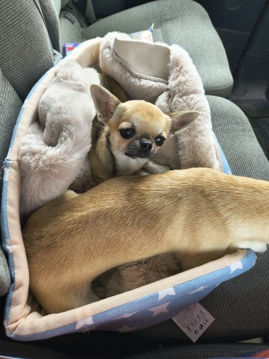 Чихуахуа мини момиче