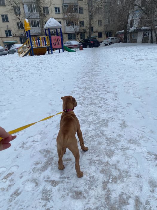 Шарпей, с родословной