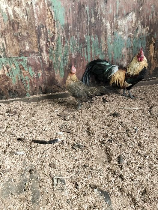 Продам пару Фениксов