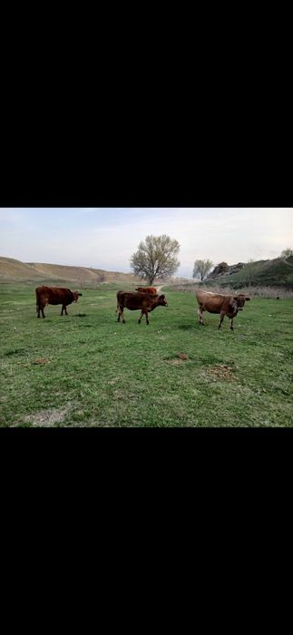 Продам коров быков