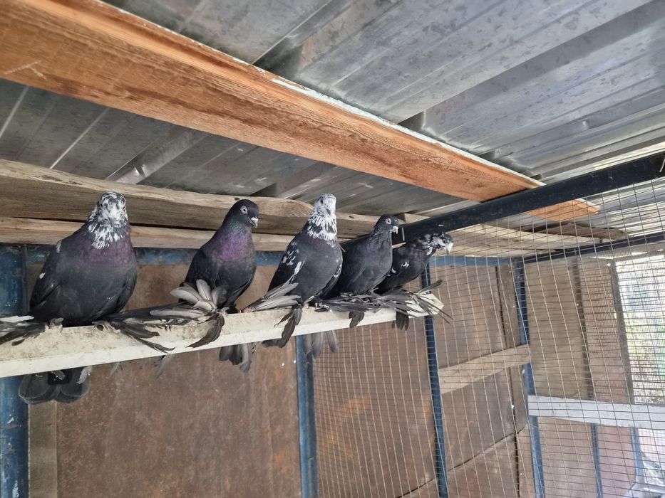 Продам  голубей  рябоголовый