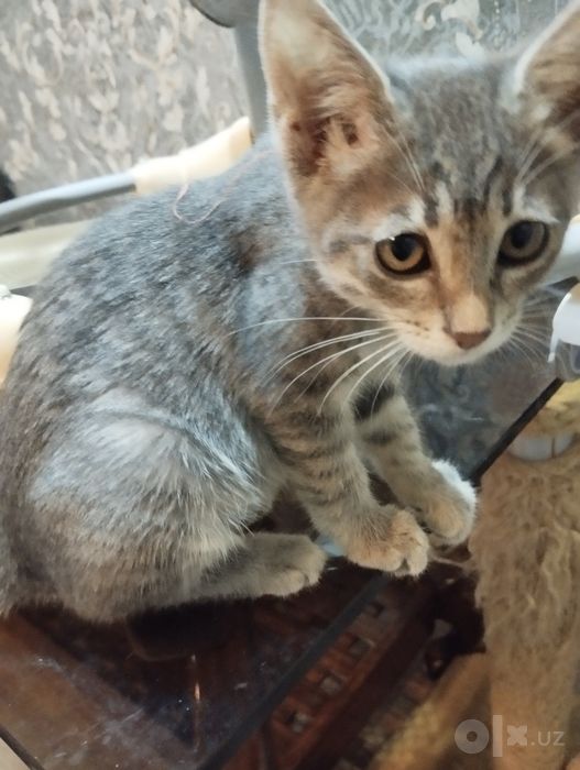 Котенок девочка Трикси (3 мес)