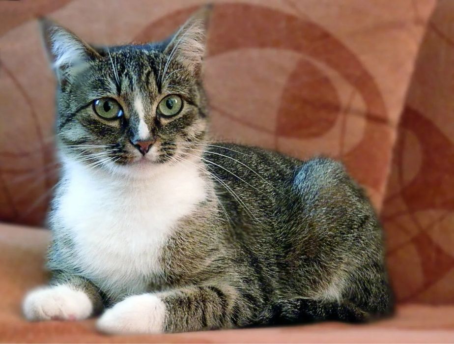 Возьму кошку или котенка на передержкв