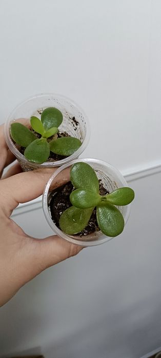 Комнатные цветы по 1000 тенге