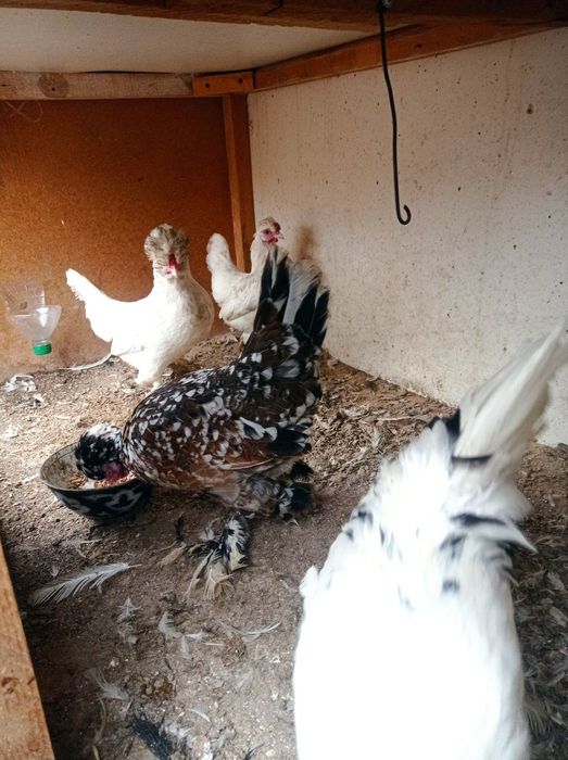 Карис японлар сотилади