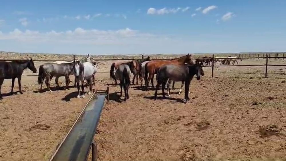 Бір үйір Жылқы сатылады. 13 бас