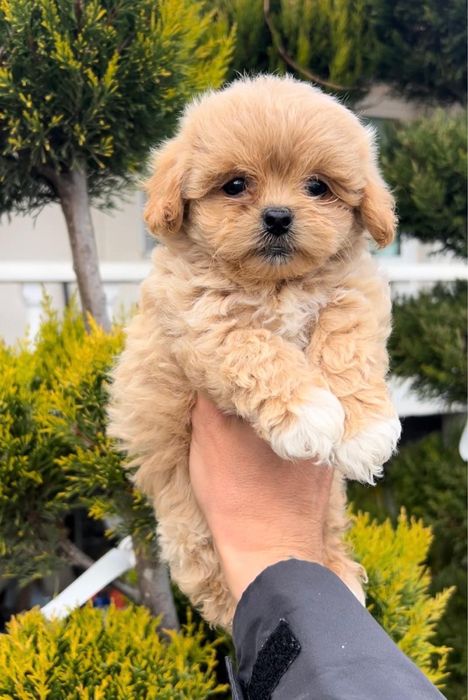 Пудел Той/Shih-Poo