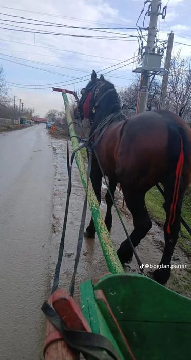 Armăsar de 6 pe 7 anii corcitura de semigreu