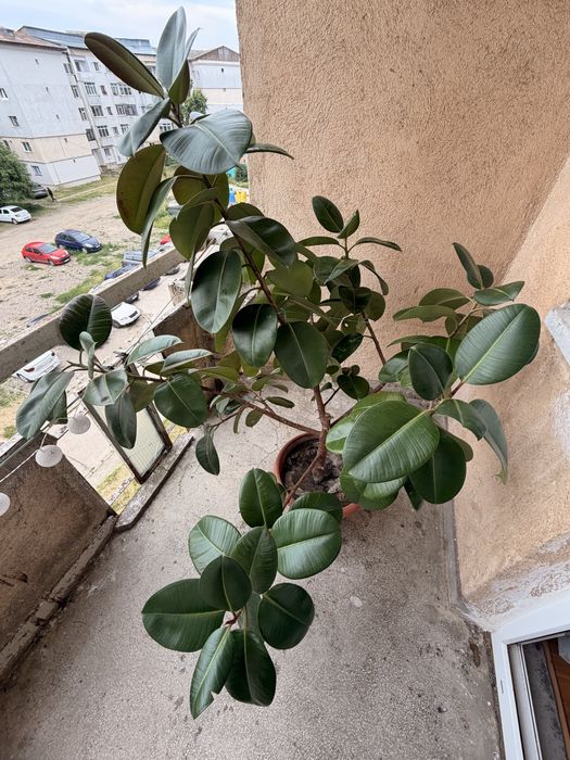 Vand Urgent Planta Ficus Elastica