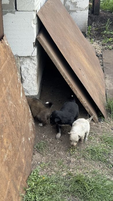 Срочно! Отдам щенят