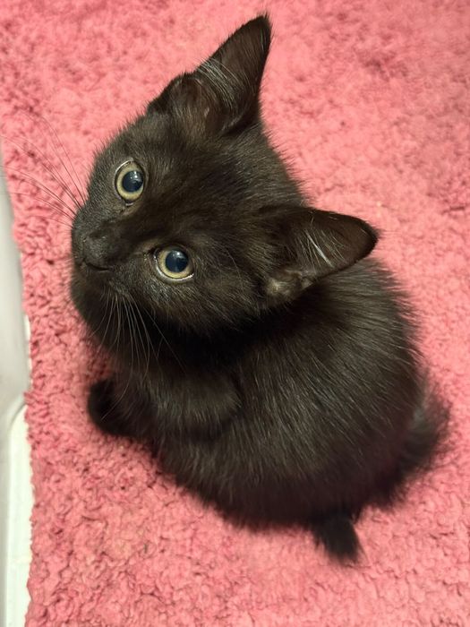 Котенок ищет дом !