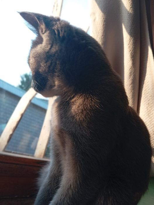 Mushuklar olish va sotish