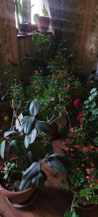 Gullar ,  Домашний Цветы