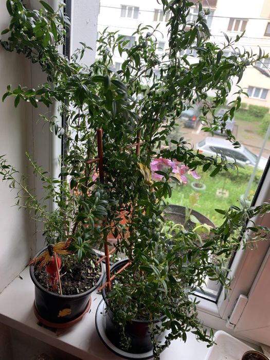 plante de apartament Mirte