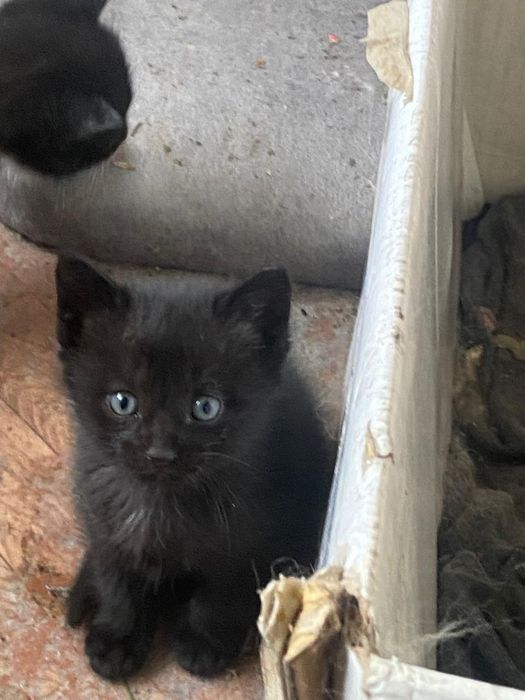 Отдам четырех котят