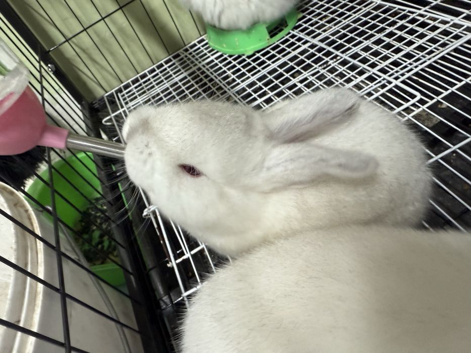 Декаративный кролики