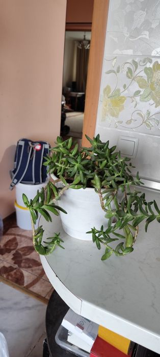 Цветы домашние с подоконника