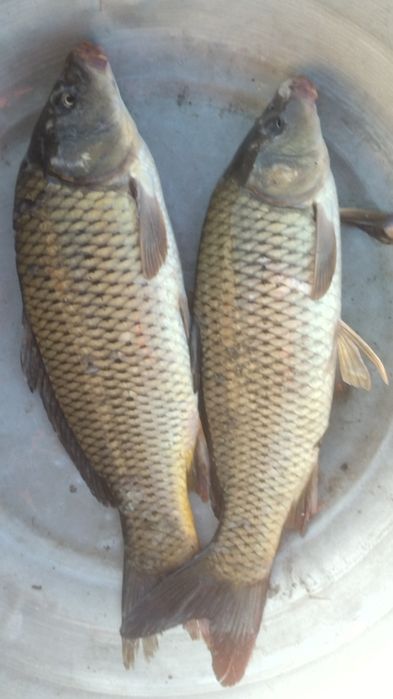 Juda zur Mazeliy Baliqlar Dastafka qilamiz Samarqand buylab